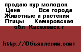 продаю кур молодок. › Цена ­ 320 - Все города Животные и растения » Птицы   . Кемеровская обл.,Киселевск г.